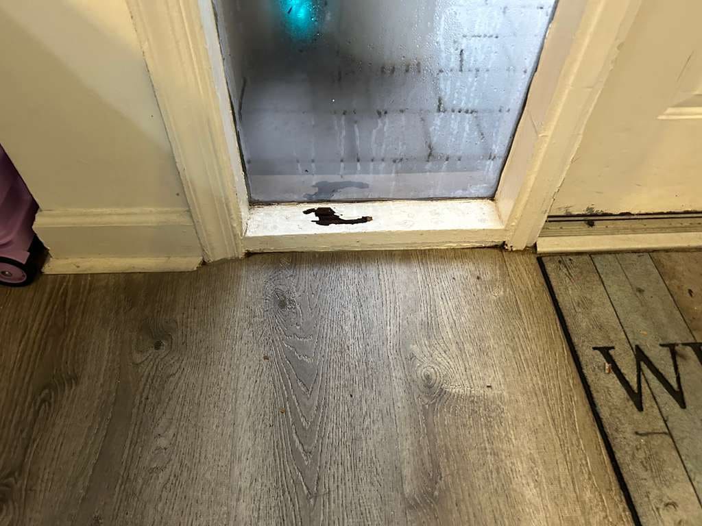 Mold Assessment Service-2