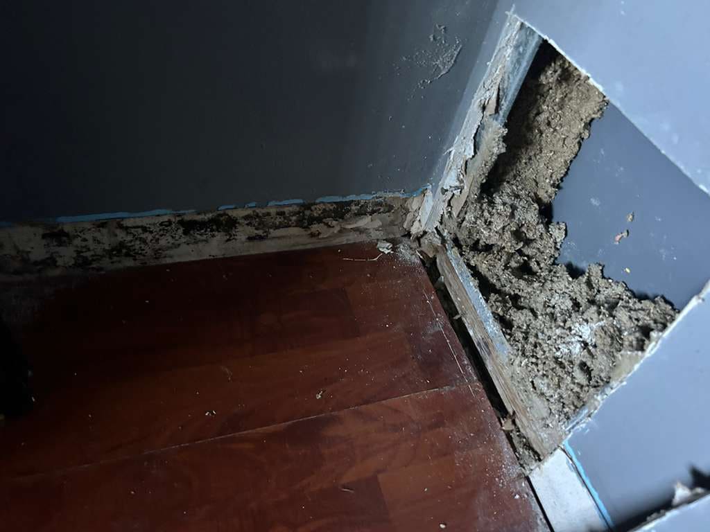 Mold Assessment Service-3