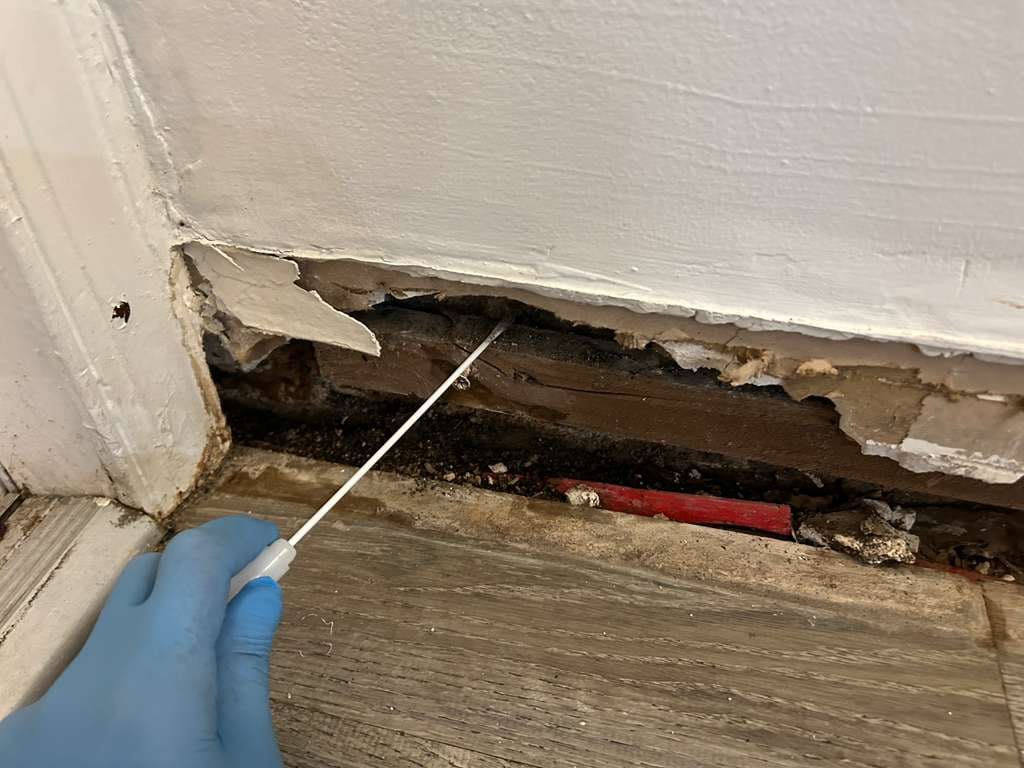 Mold Assessment Service