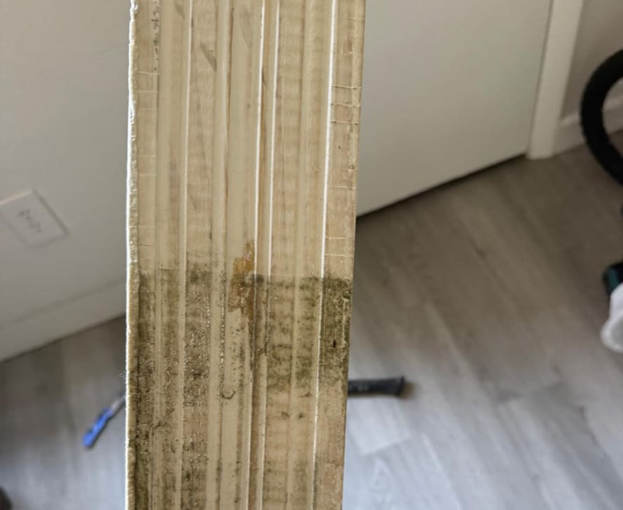 mold-remediation-florida 1