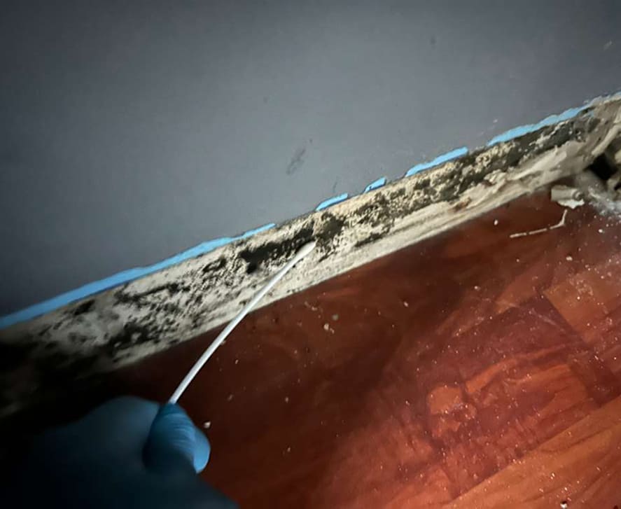 mold-remediation-florida-1