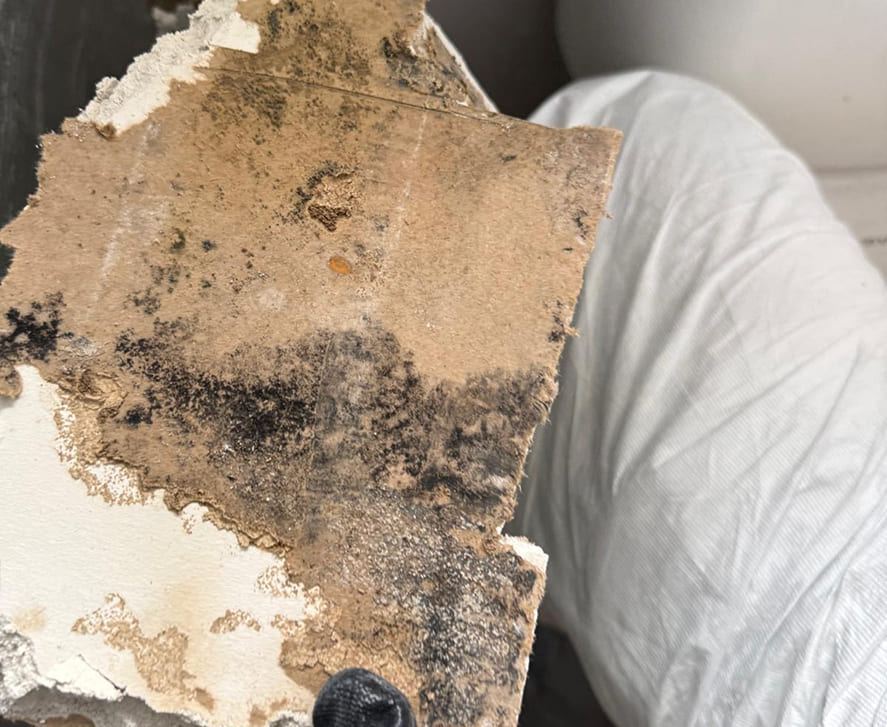mold-remediation-florida
